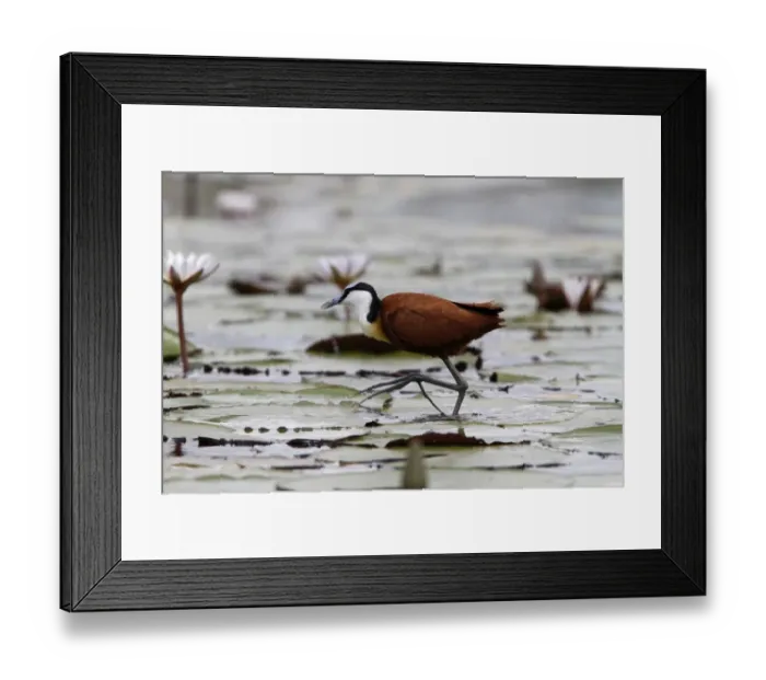 Framed Print : African Jacana, note the foot which is well Adapted for walking on lilies Framed Print : African Jacana, note the foot which is well Adapted for walking on lilies