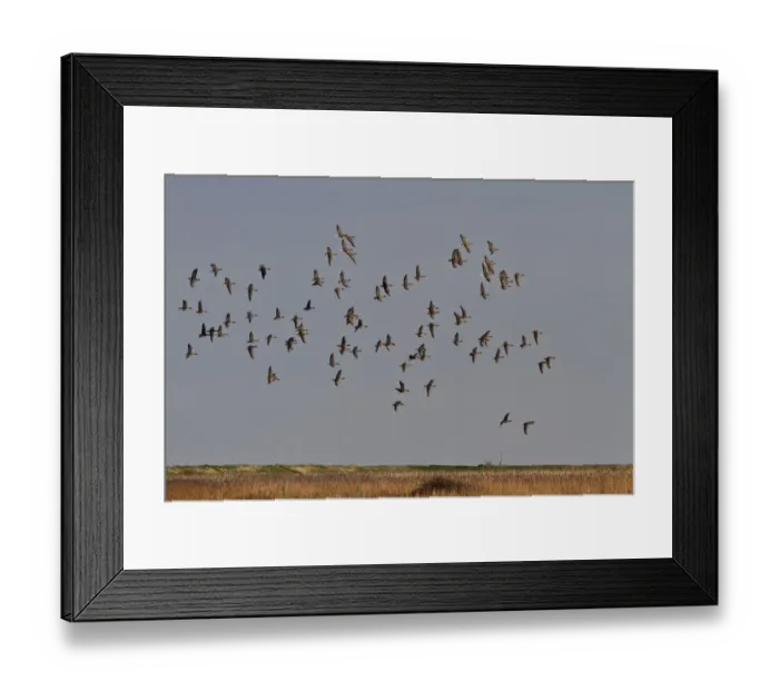 Framed Print : Pink footed Geese, winter flock flying over Deepdale Marsh, Brancaster, North Norfolk Framed Print : Pink footed Geese, winter flock flying over Deepdale Marsh, Brancaster, North Norfolk