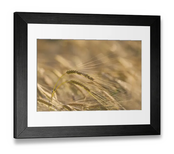 Framed Print : Barley (Hordeum vulgare) crop, close-up of ripening ears in field, Norfolk, England, july