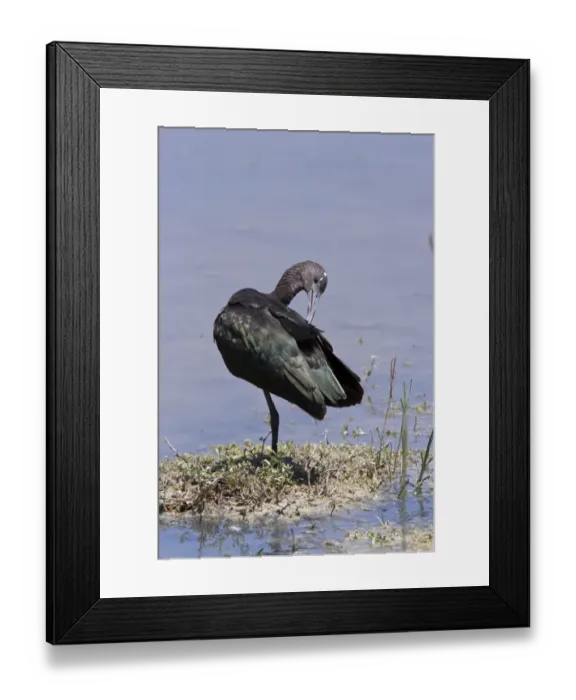 Framed Print : Winter plumage Glossy Ibis preening Framed Print : Winter plumage Glossy Ibis preening
