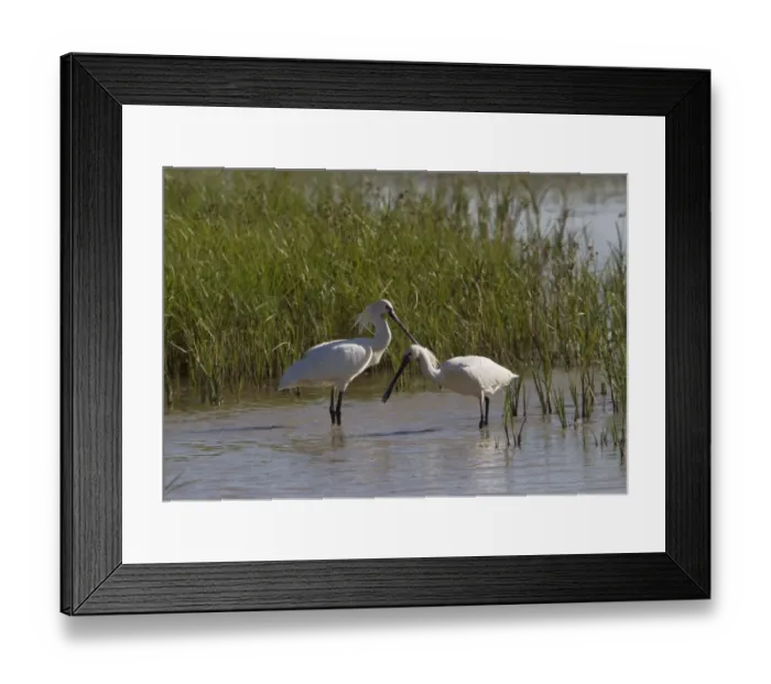 Framed Print : Eurasian Spoonbills feeding - Coto Donana, Spain Framed Print : Eurasian Spoonbills feeding - Coto Donana, Spain