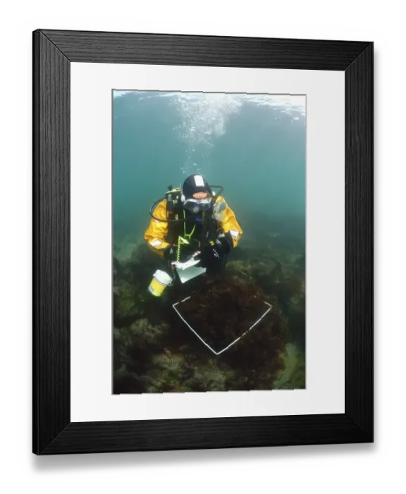 Framed Print : Diver carrying out underwater survey using quadrat, Kimmeridge Bay, Dorset, England, march