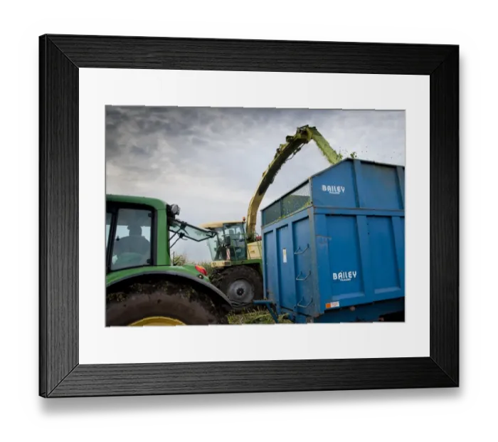 Framed Print : Maize (Zea mays) Duo crop, Krone forage harvester cutting and loading trailer, Winmarleigh, Preston, Lancashire Framed Print : Maize (Zea mays) Duo crop, Krone forage harvester cutting and loading trailer, Winmarleigh, Preston, Lancashire