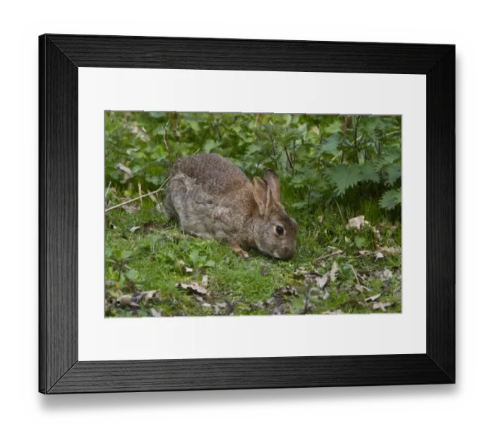 Framed Print : Rabbit feeding on grass