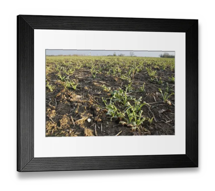 Framed Print : Oilseed Rape (Brassica napus) young crop, damaged by Wood Pigeon (Columba palumbus) feeding on leaves, Bacton, Suffolk Framed Print : Oilseed Rape (Brassica napus) young crop, damaged by Wood Pigeon (Columba palumbus) feeding on leaves, Bacton, Suffolk
