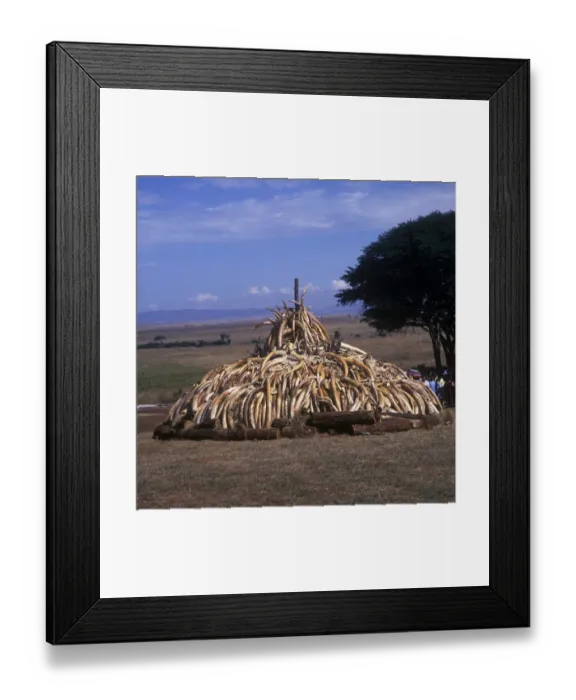 Framed Print : Destruction-Animal Products. Pile of Ivory and Rhino horn Nairobi National Park / Kenya Framed Print : Destruction-Animal Products. Pile of Ivory and Rhino horn Nairobi National Park / Kenya