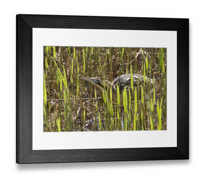 Framed Print : Bittern in young reed, April, Minsmere, Suffolk