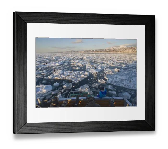 Framed Print : Tourists photographing Stellers Sea-eagle (Haliaeetus pelagicus) and White-tailed Eagle (Haliaeetus albicilla) Framed Print : Tourists photographing Stellers Sea-eagle (Haliaeetus pelagicus) and White-tailed Eagle (Haliaeetus albicilla)