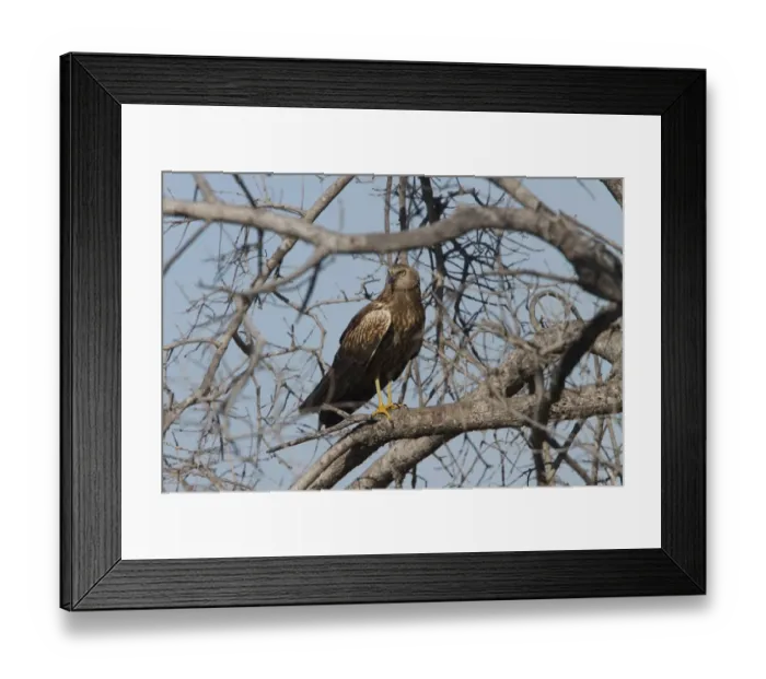Framed Print : African marsh harrier - near Kwara, Okavango Delta