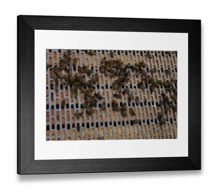 Framed Print : A barrier is placed between the brood frames in the lower part of the hive and the upper super frames