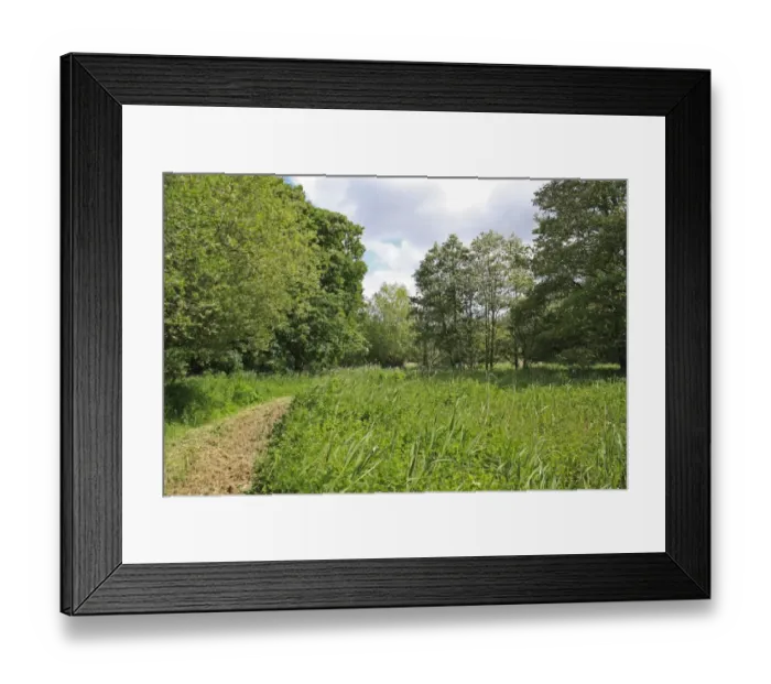 Framed Print : View of wet woodland and mixed sedge fen habitat, Old Fen, Thelnetham Fen, Little Ouse Valley, Suffolk, England, may Framed Print : View of wet woodland and mixed sedge fen habitat, Old Fen, Thelnetham Fen, Little Ouse Valley, Suffolk, England, may