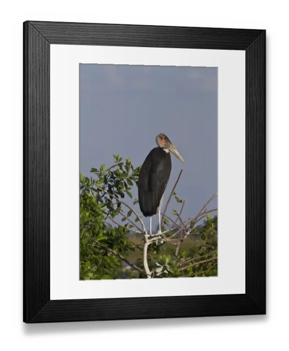 Framed Print : Marabou Stork Okavango Delta Botswana. Marabous are a large wading bird in the stork family Ciconiidae