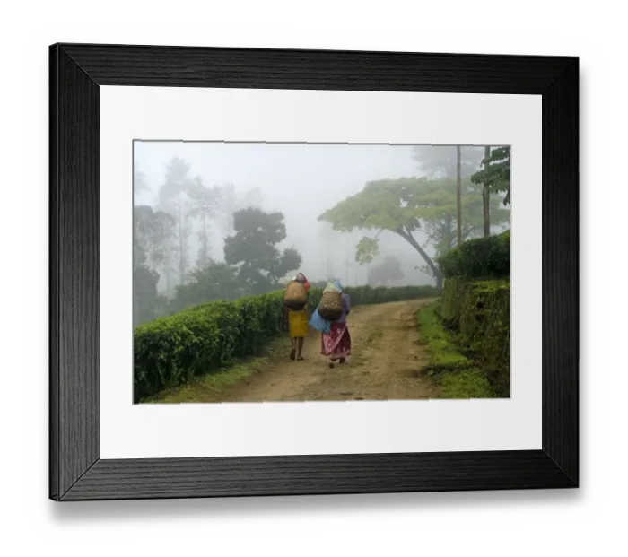 Framed Print : Tea (Camellia sinensis) plantation, woman workers walking along track to fields in mist, Idukki, Western Ghats, Kerala Framed Print : Tea (Camellia sinensis) plantation, woman workers walking along track to fields in mist, Idukki, Western Ghats, Kerala