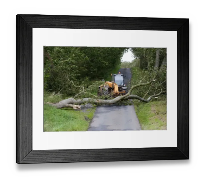 Framed Print : Mature tree fallen across road during storm being moved by farmer with loader, England, september Framed Print : Mature tree fallen across road during storm being moved by farmer with loader, England, september