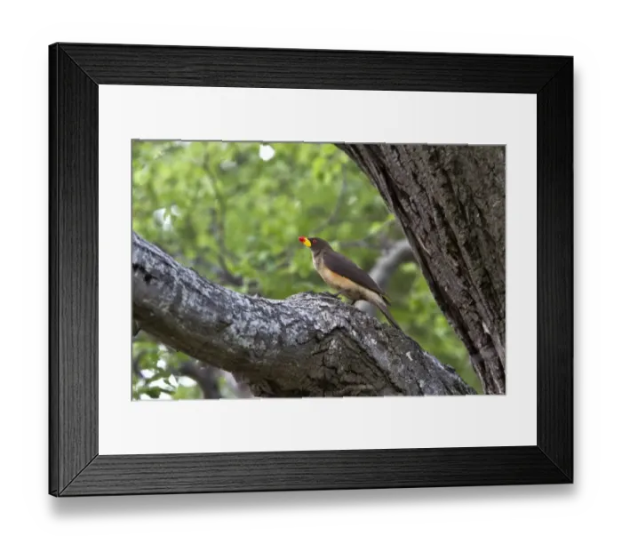 Framed Print : The Yellow-billed Oxpecker is a passerine bird in the starling and myna family Sturnidae