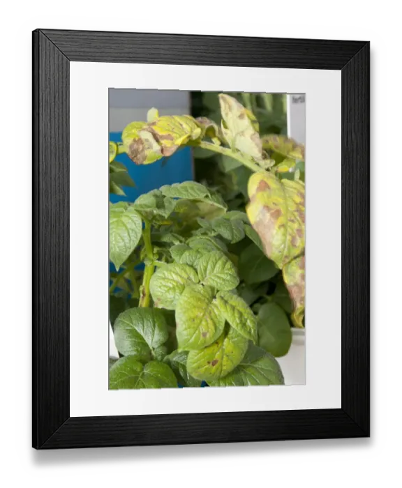 Framed Print : Potato (Solanum tuberosum) magnesium deficiency, close-up of leaves Framed Print : Potato (Solanum tuberosum) magnesium deficiency, close-up of leaves