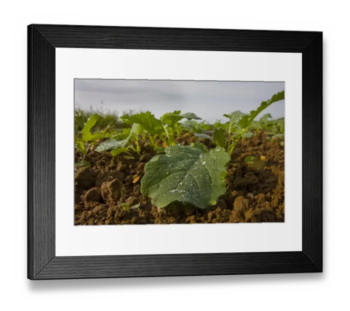 Framed Print : Sugar Beet (Beta vulgaris) young crop, close-up of leaves with raindrops, England, september Framed Print : Sugar Beet (Beta vulgaris) young crop, close-up of leaves with raindrops, England, september