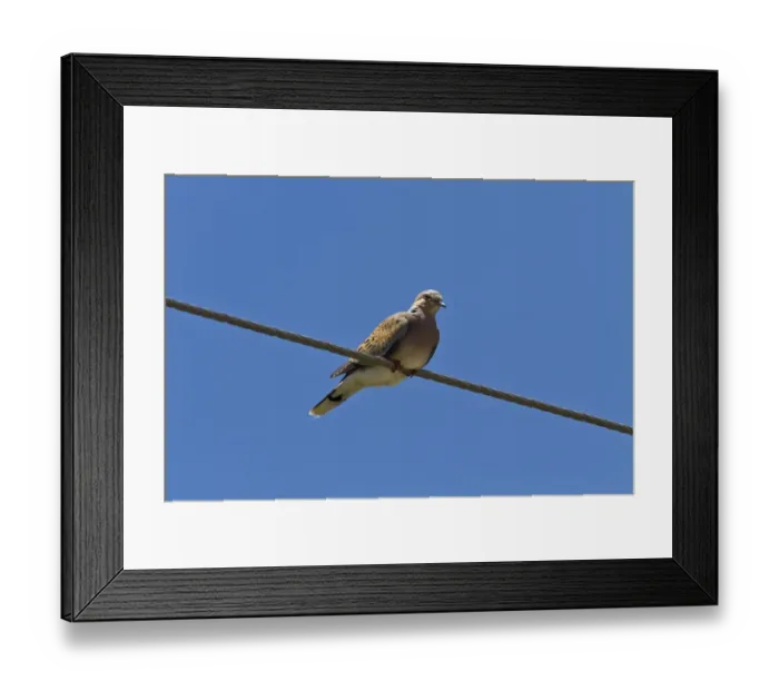 Framed Print : European Turtle Dove Framed Print : European Turtle Dove