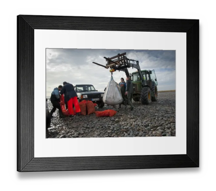 Framed Print : Licensed cockle pickers unloading and weighing cockles after picking from cockle beds, Foulnaze Bank