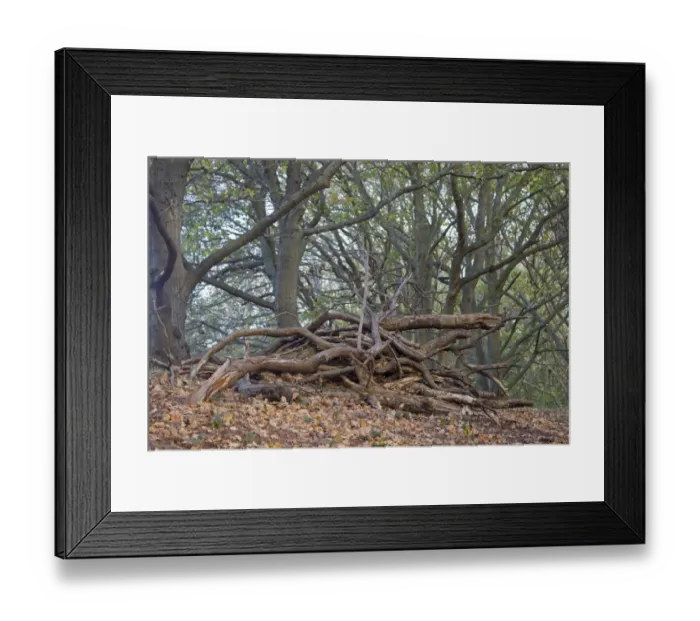 Framed Print : Log pile in woodland, Minsmere RSPB Reserve, Suffolk, England, november Framed Print : Log pile in woodland, Minsmere RSPB Reserve, Suffolk, England, november