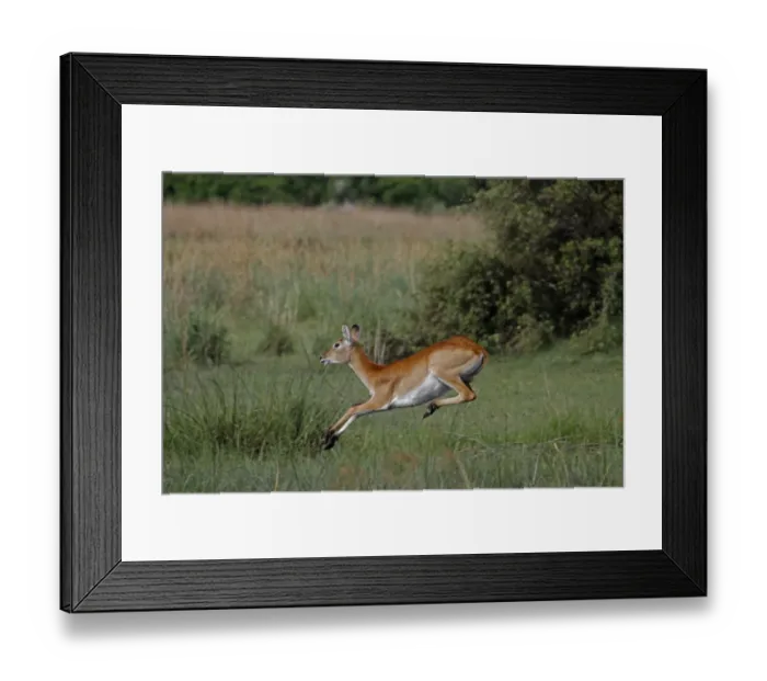 Framed Print : Female Red Lechwe Okavango Delta near Kwara. Lechwe are found in marshy areas where they eat aquatic plants Framed Print : Female Red Lechwe Okavango Delta near Kwara. Lechwe are found in marshy areas where they eat aquatic plants