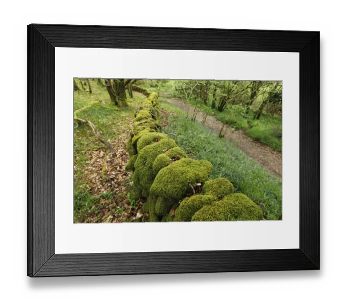 Framed Print : Moss covered drystone wall in ancient woodland habitat, Wood of Cree RSPB Reserve, Dumfries and Galloway, Scotland, may