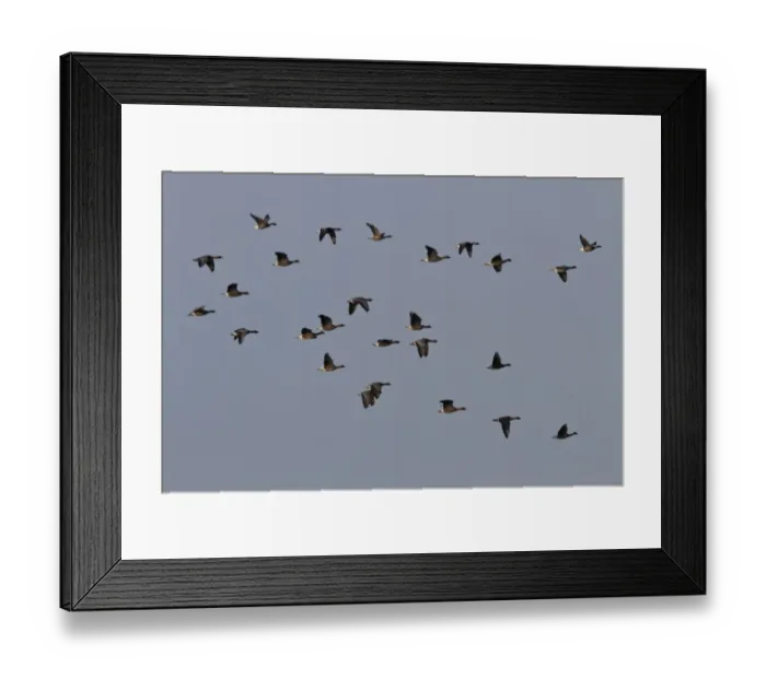 Framed Print : Pink footed and Brent Geese, winter flock flying over Deepdale Marsh, Brancaster, North Norfolk Framed Print : Pink footed and Brent Geese, winter flock flying over Deepdale Marsh, Brancaster, North Norfolk
