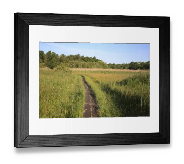 Framed Print : View of boardwalk through fen meadow habitat in valley fen reserve, Roydon Fen, Roydon, Upper Waveney Valley, Norfolk Framed Print : View of boardwalk through fen meadow habitat in valley fen reserve, Roydon Fen, Roydon, Upper Waveney Valley, Norfolk