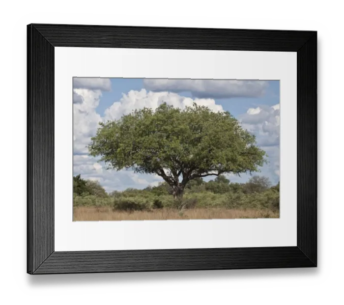 Framed Print : Amarula is a cream liqueur manufactured in South Africa. It is made with sugar Framed Print : Amarula is a cream liqueur manufactured in South Africa. It is made with sugar
