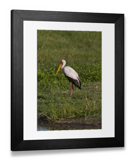 Framed Print : Yellow billed Stork - Okavango water hole Botswana