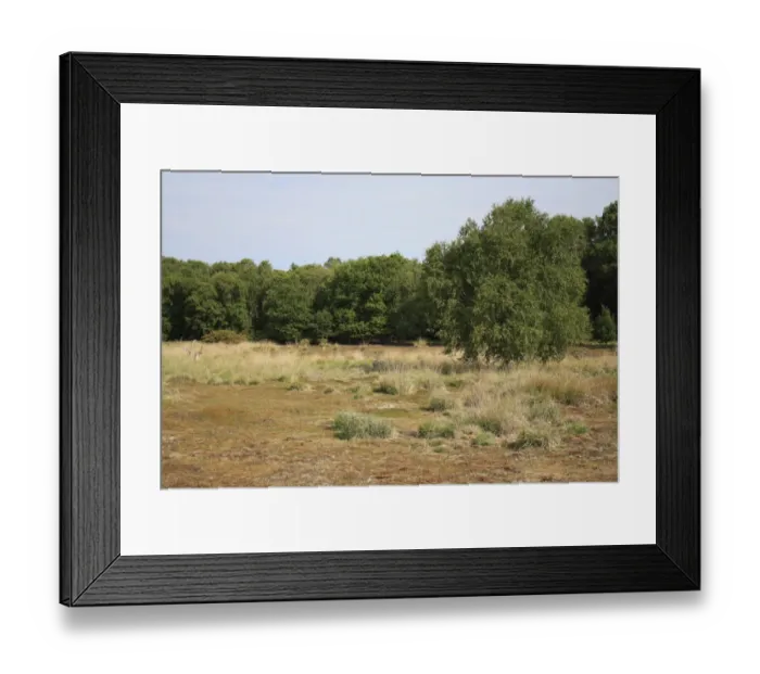 Framed Print : View of mixed acid grassland, heathland and deciduous woodland habitat, Little Ouse Headwaters Project, Hinderclay Fen Framed Print : View of mixed acid grassland, heathland and deciduous woodland habitat, Little Ouse Headwaters Project, Hinderclay Fen