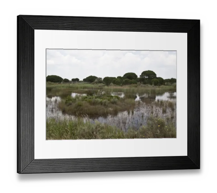 Framed Print : Marsh boggy habitat in the Coto Donana with some Stone Pine trees, Andalucia, Spain