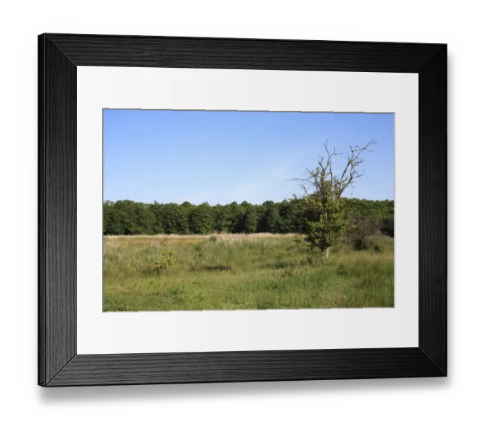 Framed Print : View of valley fen reserve habitat with Common Hawthorn (Crataegus monogyna), Market Weston Fen, Market Weston Framed Print : View of valley fen reserve habitat with Common Hawthorn (Crataegus monogyna), Market Weston Fen, Market Weston