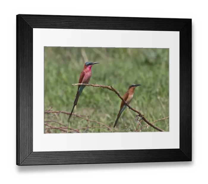 Framed Print : Southern Carmine Bee-eater, adult and immature near Savuti Botswana