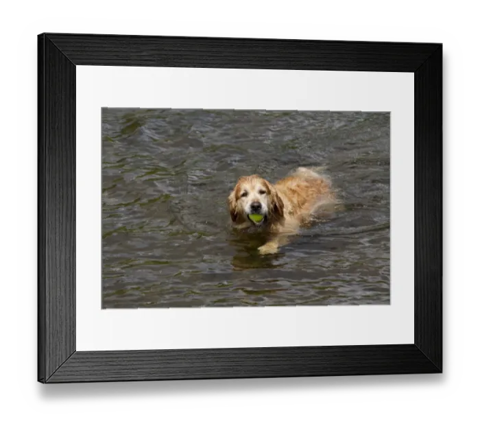 Framed Print : The Golden Retriever is a medium-sized breed of dog. They were historically developed as gundogs to retrieve shot Framed Print : The Golden Retriever is a medium-sized breed of dog. They were historically developed as gundogs to retrieve shot