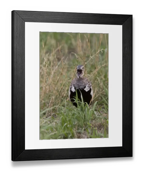 Framed Print : Red Crested Korhaan, Male calling, Bostwana Framed Print : Red Crested Korhaan, Male calling, Bostwana