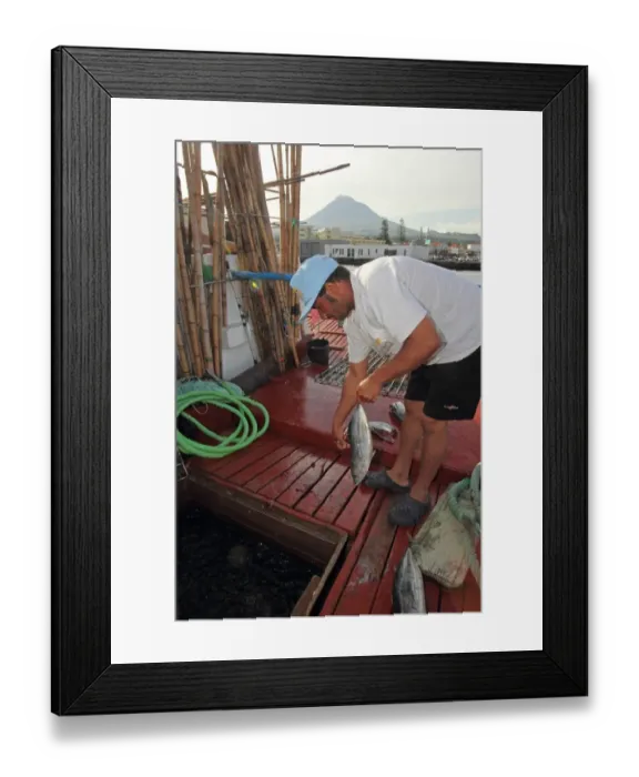 Framed Print : Tuna fisherman preparing bait on boat, pole and line fishing method, Pico Island, Azores, august