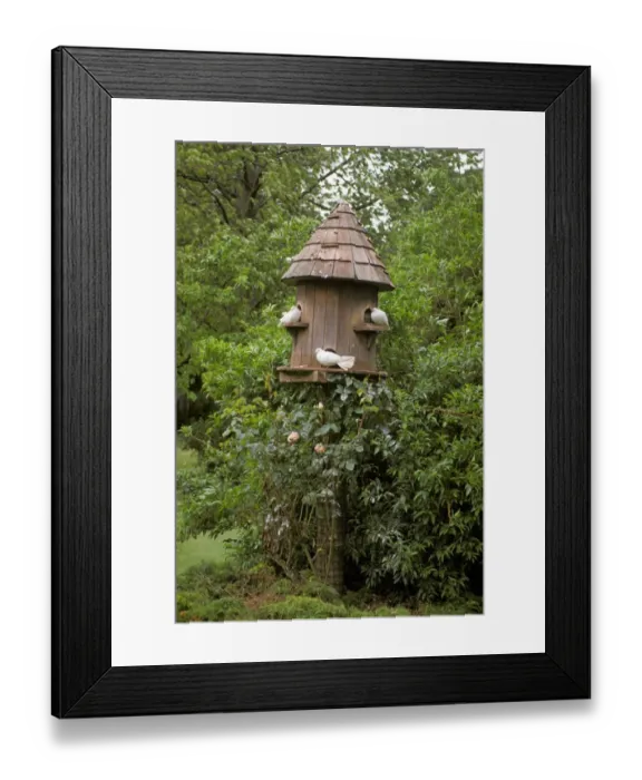 Framed Print : Dovecote with white doves in garden, Surrey, England, summer Framed Print : Dovecote with white doves in garden, Surrey, England, summer