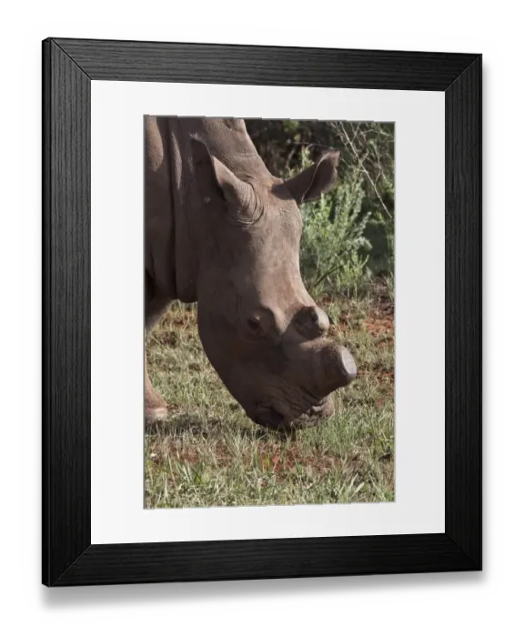 Framed Print : White Rhino showing horns removed, an anti poaching aid Framed Print : White Rhino showing horns removed, an anti poaching aid