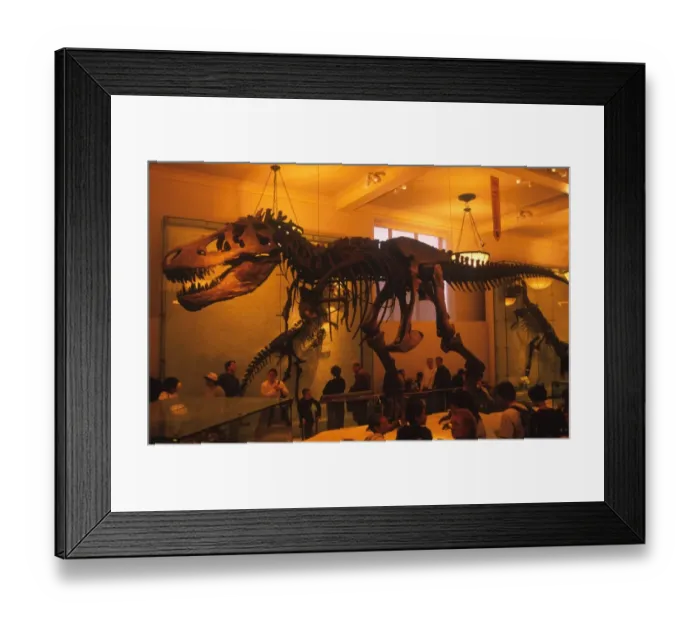 Framed Print : Tyrannosaurus Rex, recontructed fossil skeleton, American Museum of Natural History, New York, U. S. A Framed Print : Tyrannosaurus Rex, recontructed fossil skeleton, American Museum of Natural History, New York, U. S. A