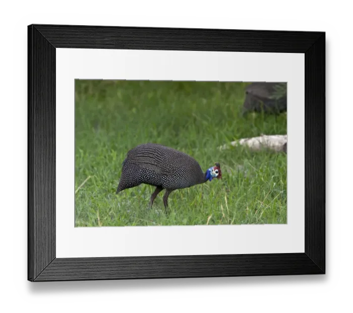 Framed Print : Helmeted Guineafowl - Kwara, Botswana Framed Print : Helmeted Guineafowl - Kwara, Botswana