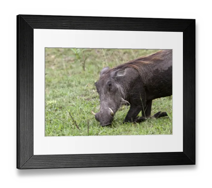 Framed Print : Warthog kneeling to feed Framed Print : Warthog kneeling to feed