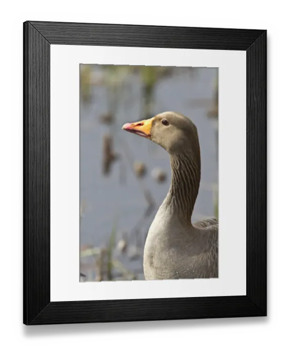 Framed Print : Greylag Goose Framed Print : Greylag Goose