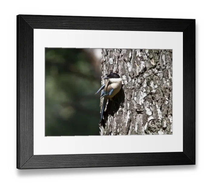 Framed Print : Azure winged Magpie - Extremadura, Spain Framed Print : Azure winged Magpie - Extremadura, Spain