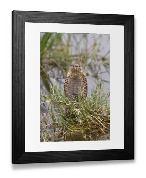 Framed Print : Mozambique Spitting Cobra in The Okavango Delta - Botswana