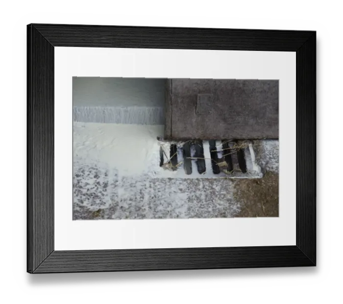 Framed Print : Milk going down drain on dairy farm, Cheshire, England, march Framed Print : Milk going down drain on dairy farm, Cheshire, England, march