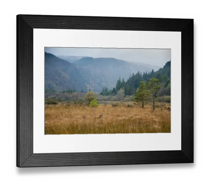 Framed Print : Marshy habitat at edge of lake, with Fallow Deer (Dama dama) does, Lower Lake, Wicklow Wayt Walking Route