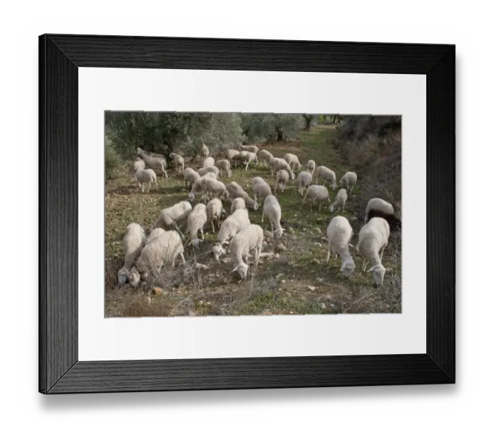 Framed Print : Sheep farming, flock grazing, Sierra de Segura Mountains, Yeste, Castilla la Mancha, Spain, january