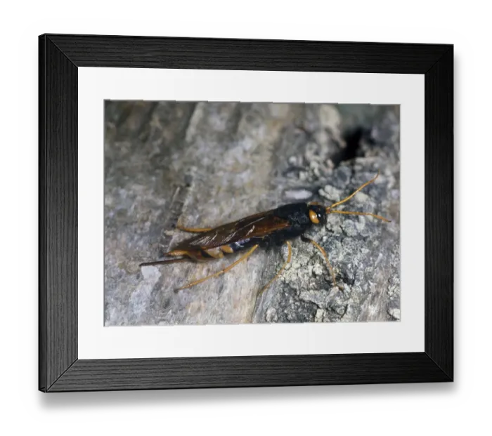 Framed Print : Greater Horntail or wood wasp- Sirex gigas