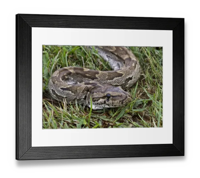 Framed Print : African rock Python Framed Print : African rock Python